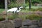 Landscape of white heron near the lake