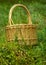 Landscape with wicker basket in the bog, bog vegetation, green cranberry background, bog plants, summer