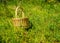 Landscape with wicker basket in the bog, bog vegetation, green cranberry background, bog plants, summer