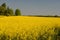 Landscape wih oilseed field