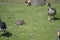 Landscape of wild brown rabbit and goose during summer in park in Reykjavik Iceland