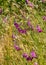 Landscape with wild gladiolus shingled Gladiolus, protected plant, Kabli, PÃ¤rnu County, Estonia