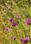 Landscape with wild gladiolus shingled Gladiolus, protected plant, Kabli, PÃ¤rnu County, Estonia