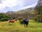 Landscape of wild horses in green meadow next to Andes mountain range of Tierra del Fuego. Group of horses grazing. Glaciers and