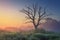 Landscape of wild nature with old tree in misty sunlight in early morning at dawn. Perfect nature at sunrise