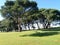 Landscape with wild nature, plants, trees and meadows in Brion Island, Magdalene archipelago, Croatia