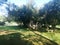 Landscape with wild nature, plants, trees and meadows in Brion Island, Magdalene archipelago, Croatia