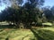 Landscape with wild nature, plants, trees and meadows in Brion Island, Magdalene archipelago, Croatia