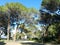 Landscape with wild nature, plants, trees and meadows in Brion Island, Magdalene archipelago, Croatia