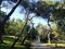 Landscape with wild nature, plants, trees and meadows in Brion Island, Magdalene archipelago, Croatia