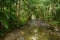 Landscape of a wild stream in Daintree National Park Queensland