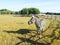 Landscape with the wild zebra in the meadow of Brion Island