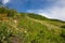 Landscape with wildflowers along the Brush Creek trail near Crested Butte, Colorado, US