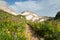 Landscape with wildflowers meadow and path in the Caucasus mountains, Russia