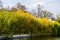 Landscape with willows on the shore of the lake in Bordei park