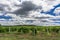 Landscape with wine grapes in the vineyard. Crimea