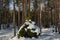 Landscape of a winter coniferous forest with a lush green tree.