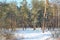 Landscape with winter forest and bright sunbeams. Sunrise, sunset in cold snowy forest. sunny and pine forest in winter