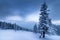 Landscape in winter mountains. View of snow-covered tall firs and impassable snowdrifts.