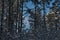 Landscape of a winter pine forest, from shade to sunlight.