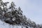 Landscape of a winter snowy forest. Pines, spruces, larches, conifers, deciduous trees in the snow make up the horizon, a white