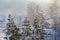 Landscape of a winter snowy forest. Pines, spruces, larches, conifers, deciduous trees in the snow make up the horizon, a white