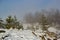 Landscape of a winter snowy forest. Pines, spruces, larches, conifers, deciduous trees in the snow make up the horizon, a white