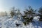 Landscape of a winter snowy forest. Pines, spruces, larches, conifers, deciduous trees in the snow make up the horizon, a white
