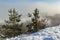 Landscape of a winter snowy forest. Pines, spruces, larches, conifers, deciduous trees in the snow make up the horizon, a white