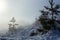 Landscape of a winter snowy forest. Pines, spruces, larches, conifers, deciduous trees in the snow make up the horizon, a white