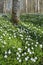 Landscape with wood anemones