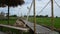 Landscape wooden bridge in rice field at countryside in Ayutthaya, Thailand