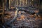 Landscape in the woods, with fallen tree trunks, La Tourette Park, Staten Island, NY