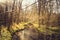 Landscape in the woods with a small stream running through bare trees and plant life in nature