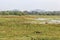 Landscape Yala National Park, Sri Lanka