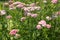 Landscape with yarrow flowers, selective focus. Field with pink flowers of yarrow for design or project. A bloom yarrow