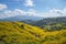 Landscape of Yellow flower field.Tree Marigold or Maxican sunflower field Dok buatong in thai  at chiang rai province north of
