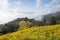 Landscape of Yellow flower field.Tree Marigold or Maxican sunflower field Dok buatong in thai  at chiang rai province north of