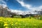 Landscape of yellow flower fields in Switzerland.