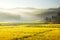 Landscape of yellow flowers being covered by mist coming from the mountains.
