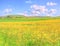 Landscape yellow flowers field under blue sky in spring