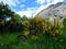 Landscape with yellow heather and blue sky