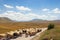 Landscape with yellow pastures, herd of sheep walking along road and windmills on background. Montenegro, Niksic, Krnovo wind park