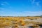 Landscape with yellow sand dunes, trees and plants and blue sky, National park Druinse Duinen in North Brabant, Netherlands