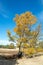 Landscape with yellow sand dunes, trees and plants and blue sky, National park Druinse Duinen in North Brabant, Netherlands