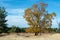 Landscape with yellow sand dunes, trees and plants and blue sky, National park Druinse Duinen in North Brabant, Netherlands