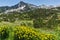 Landscape with Yellow spring flowers and Sivrya peak, Pirin Mountain