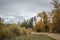 Landscape with a yellowed meadow, coniferous and golden deciduous trees and a cloudy autumn sky and a forest road