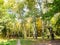 Landscape with yellowing birch grove in city park