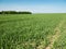 Landscape of young green cereal plants